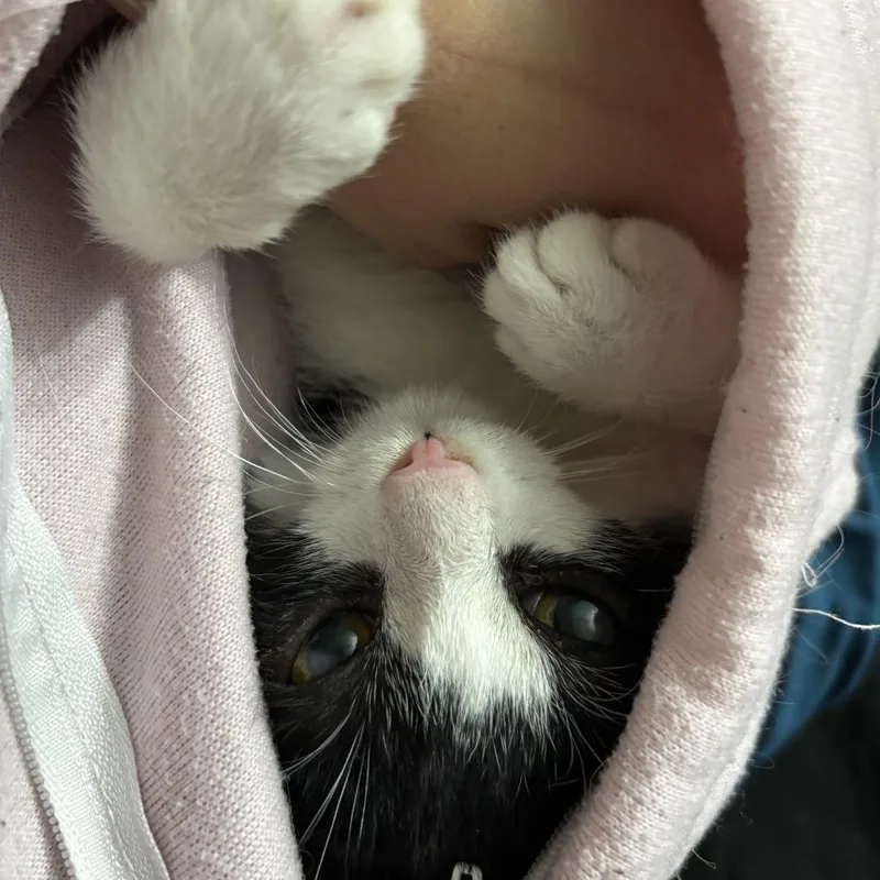 A baby small-sized male Black Domestic Short Hair cat named Jimmy for adoption in Hamburg, NY