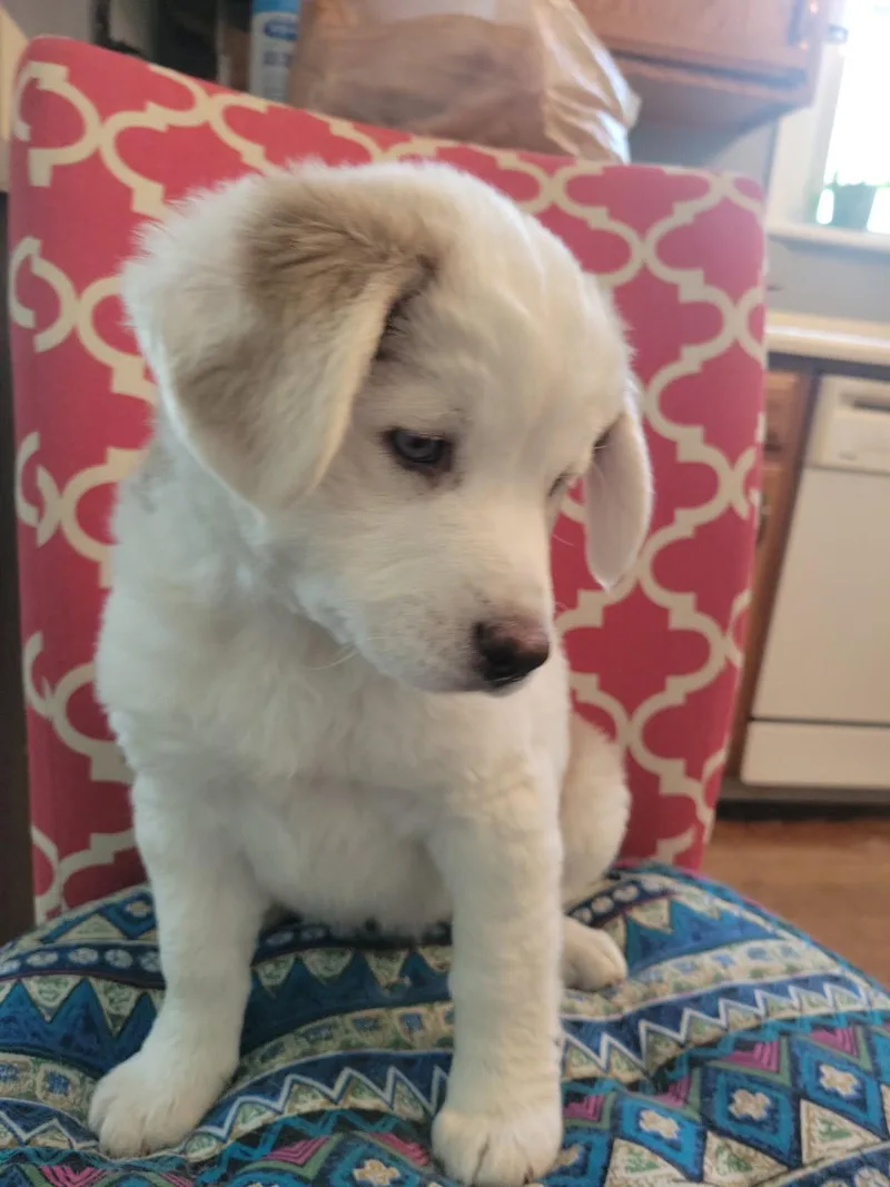 A young large-sized female White / Cream Australian Shepherd dog named Phoebe for adoption in Cincinnati, OH