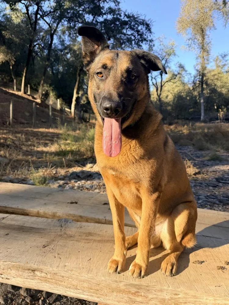 An adult large-sized male Tricolor (Brown, Black, & White) Belgian Shepherd / Malinois dog named Zander for adoption in Shingle Springs, CA