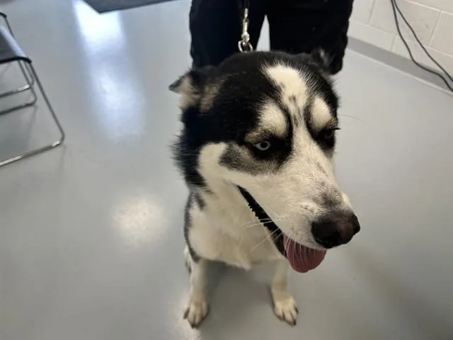 Ruffnut