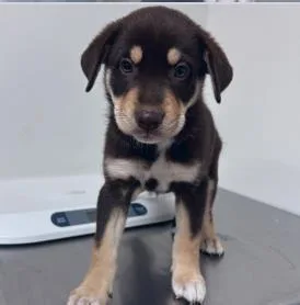 A baby medium-sized female Mixed Breed dog named Samantha for adoption in West Chester, PA