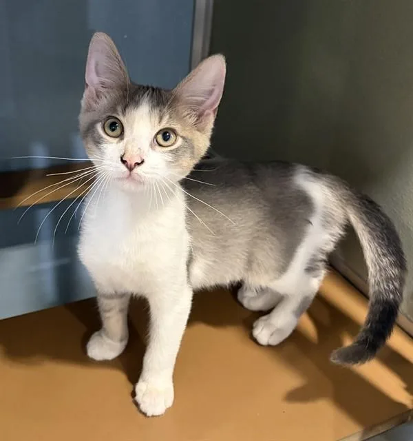 A baby small-sized male Domestic Short Hair cat named Ted for adoption in Westminster, MD