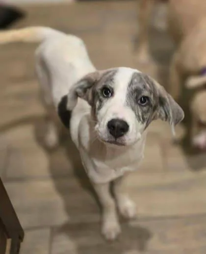 Roscoe