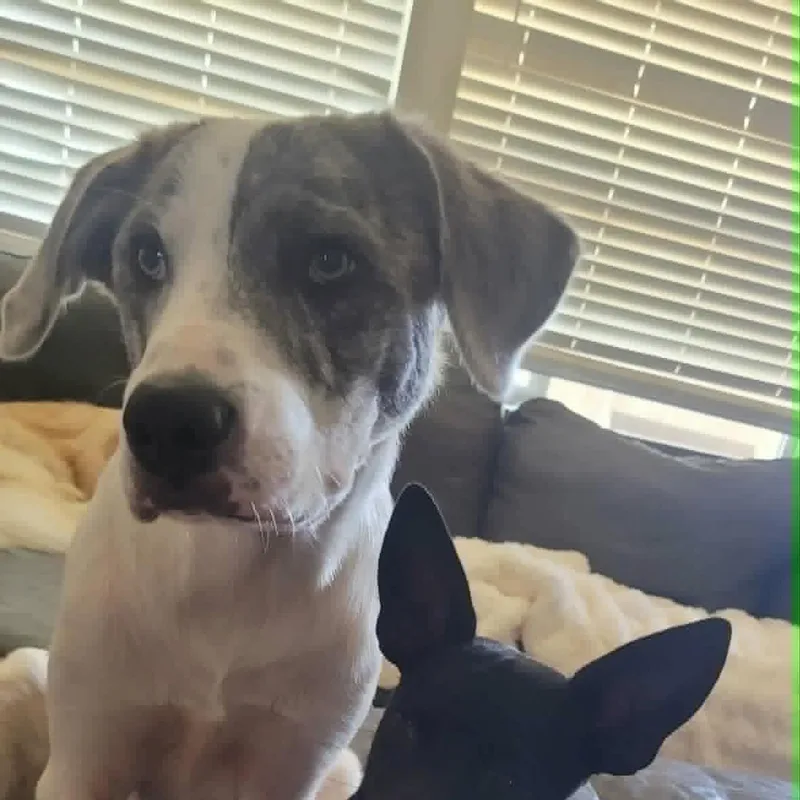 Roscoe thumbnail 2