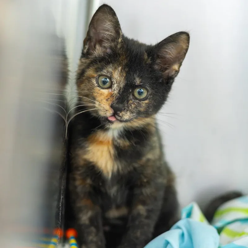 A baby small-sized female Tortoiseshell Domestic Short Hair cat named Phoenix for adoption in Newark, DE