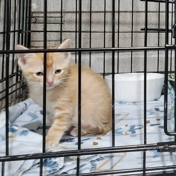 A baby small-sized female Orange / Red Domestic Short Hair cat named Tatortot for adoption in Mondovi, WI