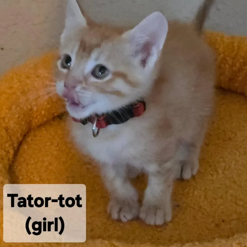 Tatortot thumbnail 2
