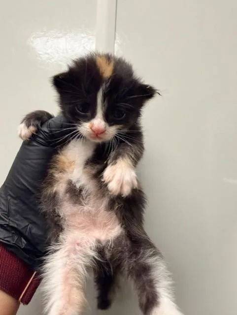 A baby small-sized female Domestic Short Hair cat named Eenie for adoption in Ontario, CA