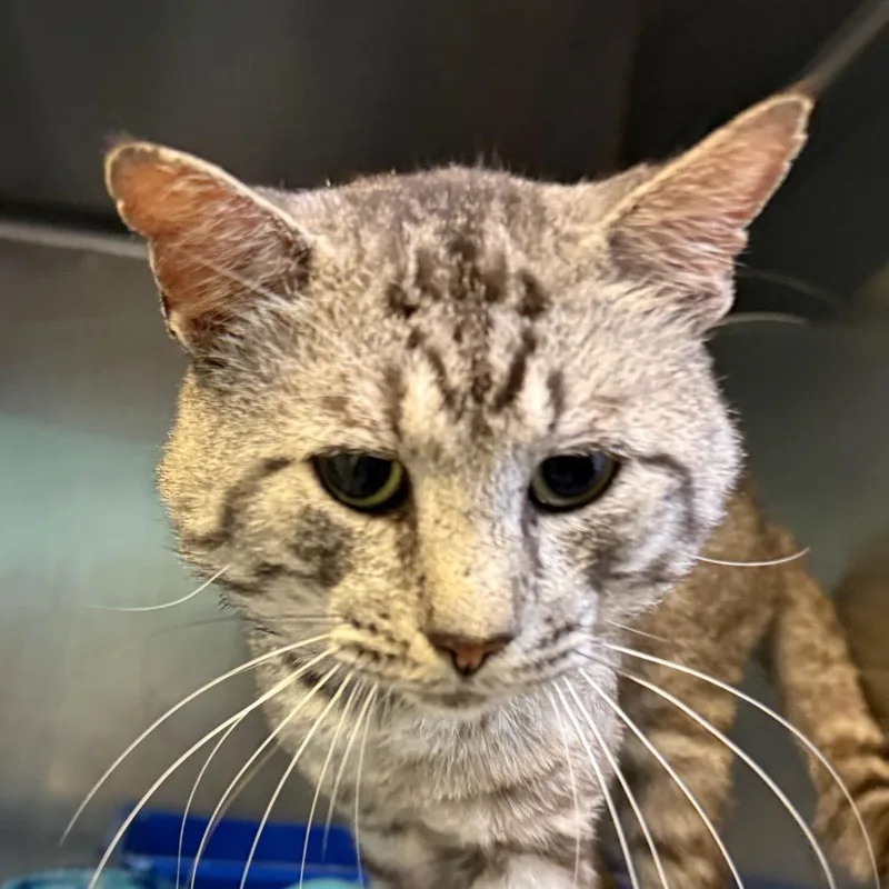 A young small-sized male Gray / Blue / Silver Domestic Short Hair cat named Dane for adoption in Jacksonville, AR