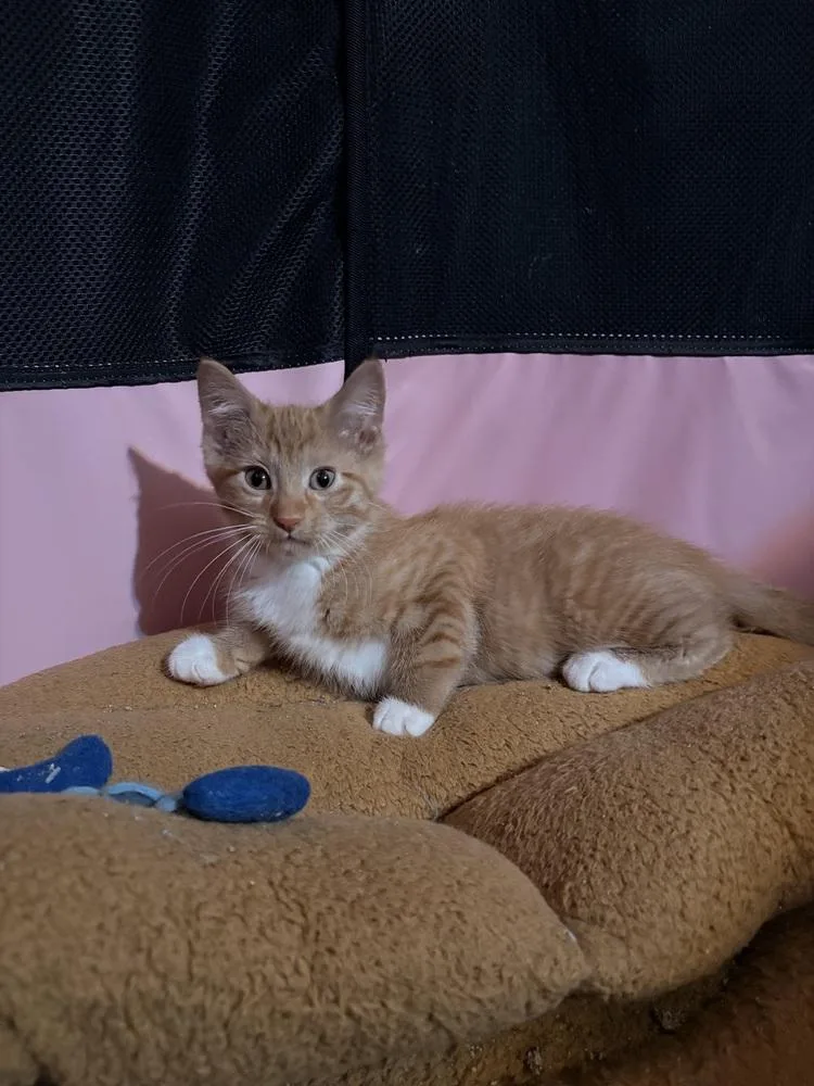 A baby small-sized male Tabby (Orange / Red) Domestic Medium Hair cat named Lorenzo for adoption in Wheaton, IL