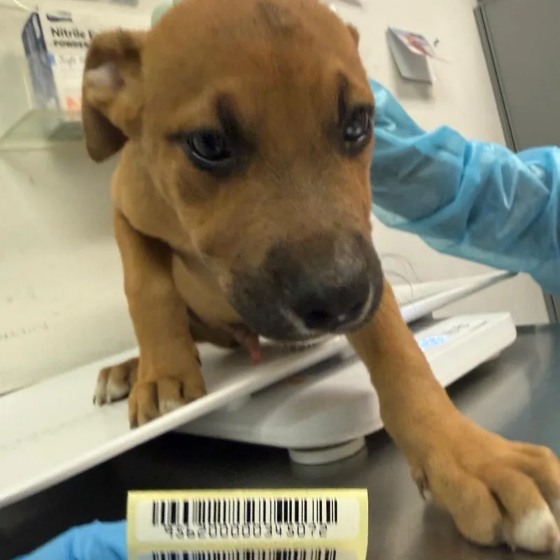A baby small-sized male Brown / Chocolate Mixed Breed dog named Simon Says for adoption in Charleston, WV