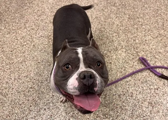 A young medium-sized female Pit Bull Terrier dog named Edwina for adoption in Colorado Springs, CO