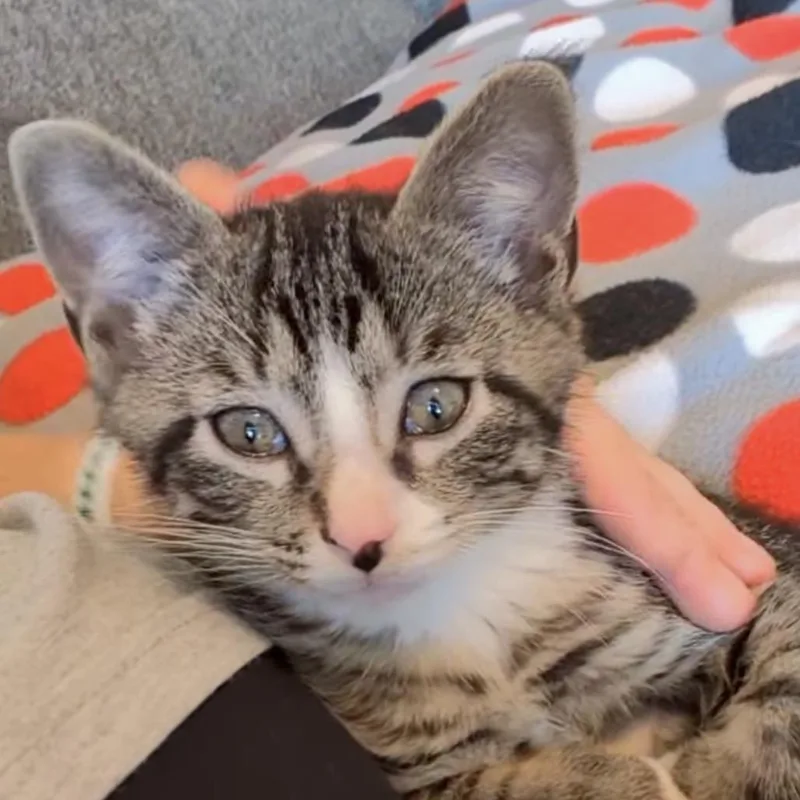 A baby small-sized male Brown / Chocolate Domestic Short Hair cat named Gonzo for adoption in Brownsboro, AL