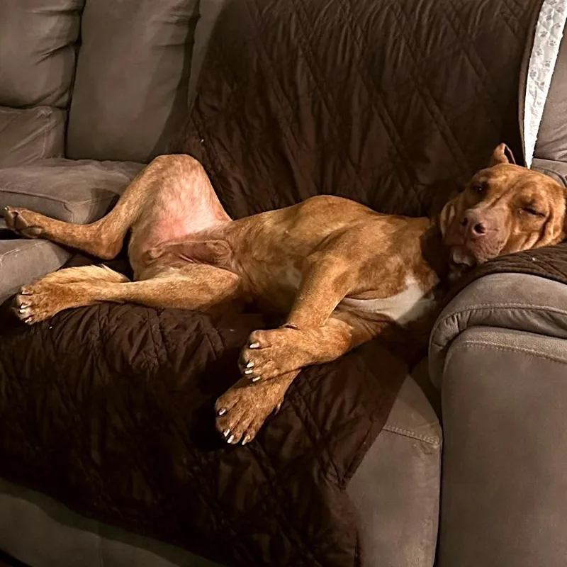 An adult large-sized male Red / Chestnut / Orange Doberman Pinscher dog named Scooby for adoption in Clarksville, TN