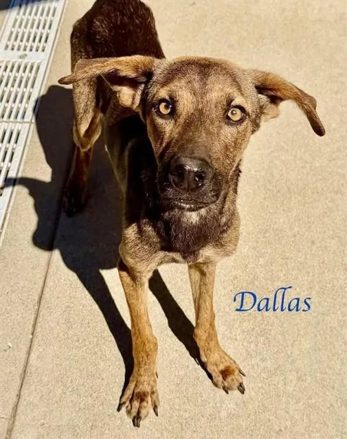 Dallas
