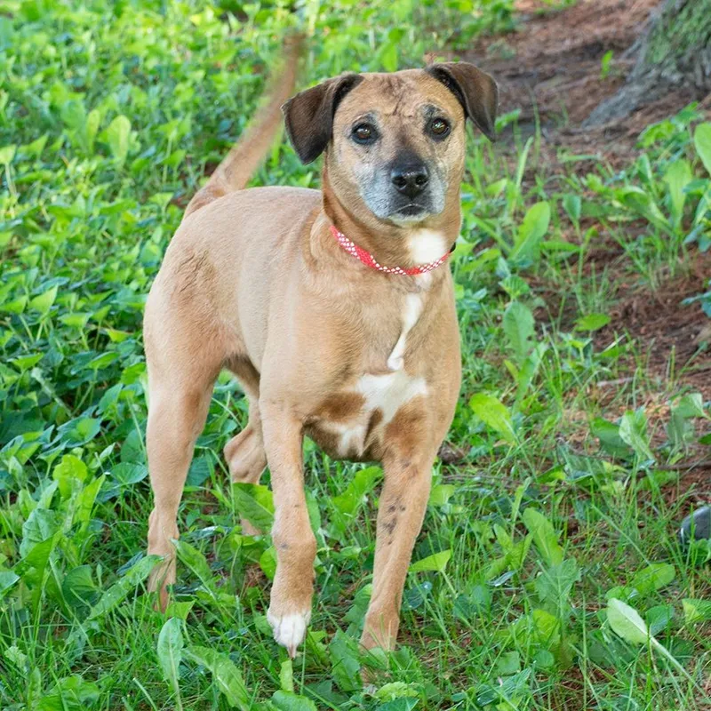 A senior small-sized female Mixed Breed dog named Kia for adoption in Troy, OH