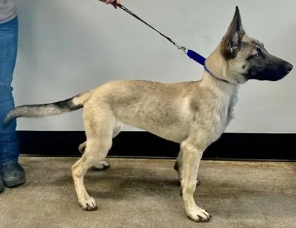 A baby small-sized female Belgian Shepherd / Malinois dog named Skyler for adoption in West Chester, PA