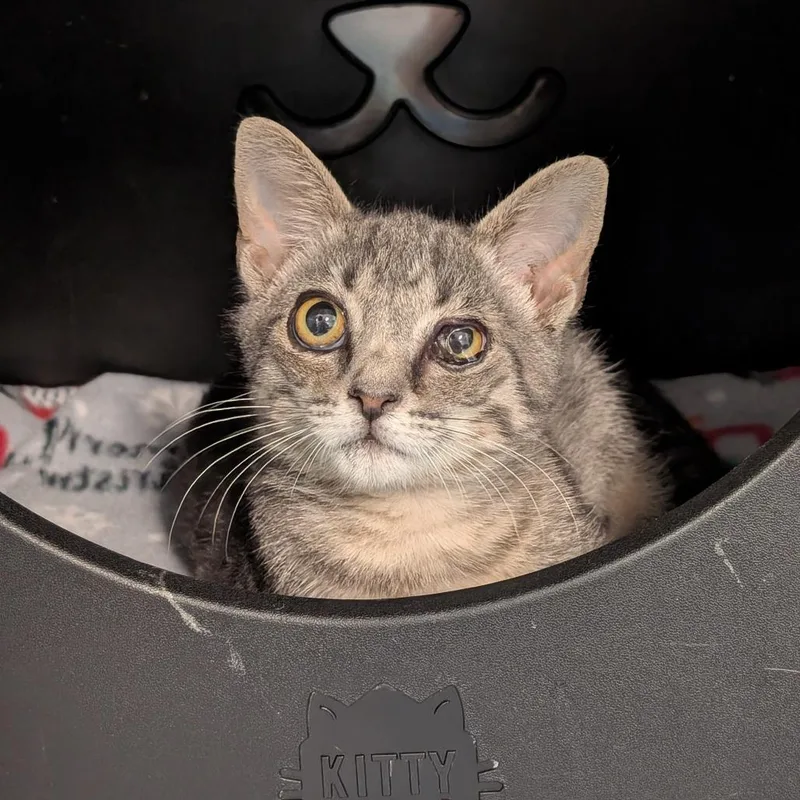 A baby small-sized male Gray / Blue / Silver Domestic Short Hair cat named Mad Eye Moody for adoption in Titusville, FL