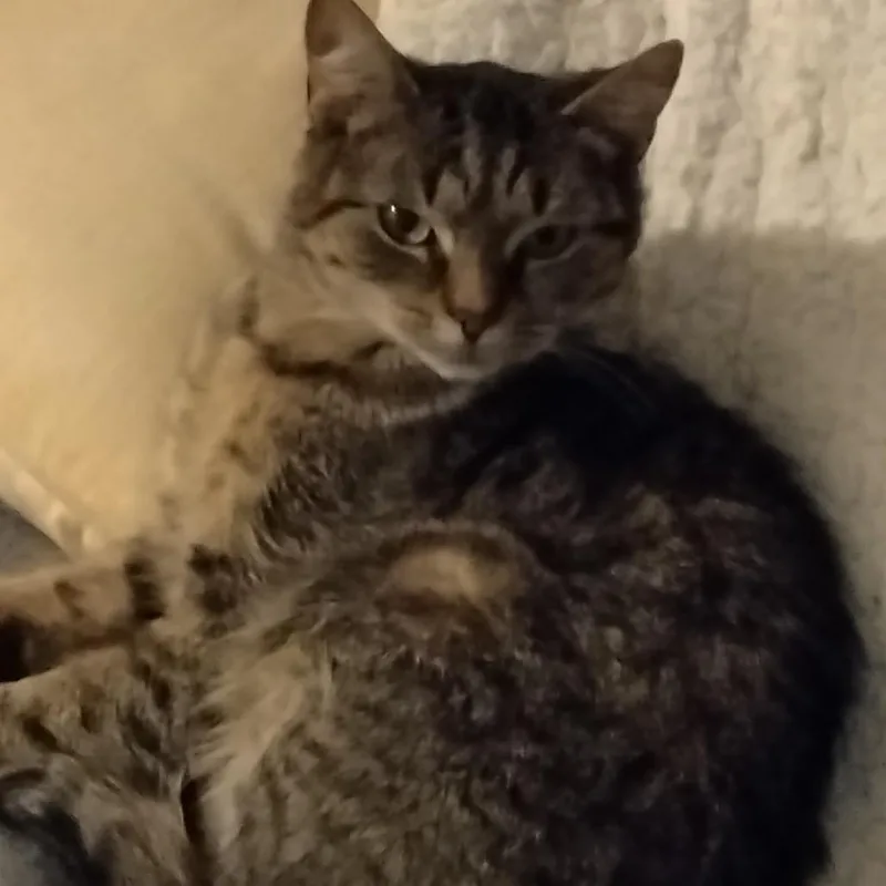 An adult medium-sized female Brown / Chocolate Domestic Short Hair cat named Lucy for adoption in Scituate, MA