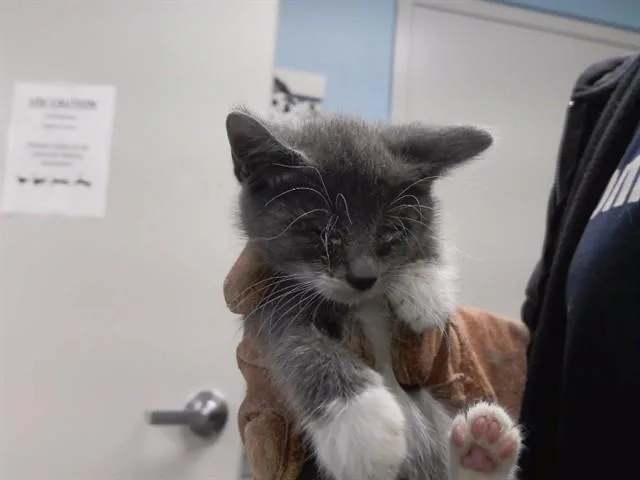 A baby small-sized female Domestic Short Hair cat named Gina for adoption in Omaha, NE