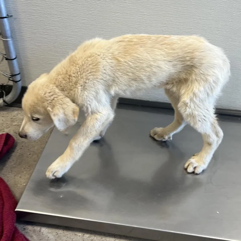 A baby medium-sized male White / Cream Mixed Breed dog named Clover for adoption in Las Cruces, NM
