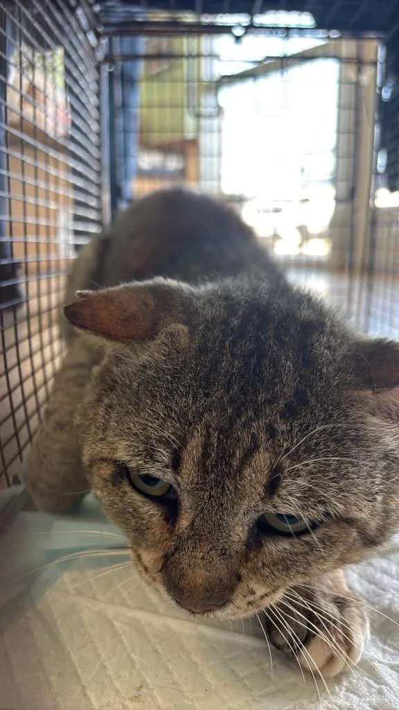 Sharon Feral