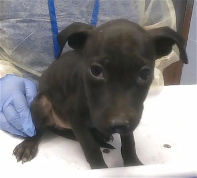 A baby large-sized female Pit Bull Terrier dog named Daenerys for adoption in Phoenix, AZ