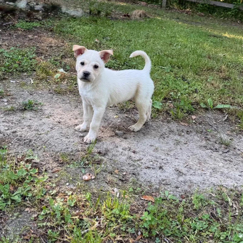 A baby medium-sized male White / Cream Mixed Breed dog named Tempo for adoption in Fredericksburg, VA