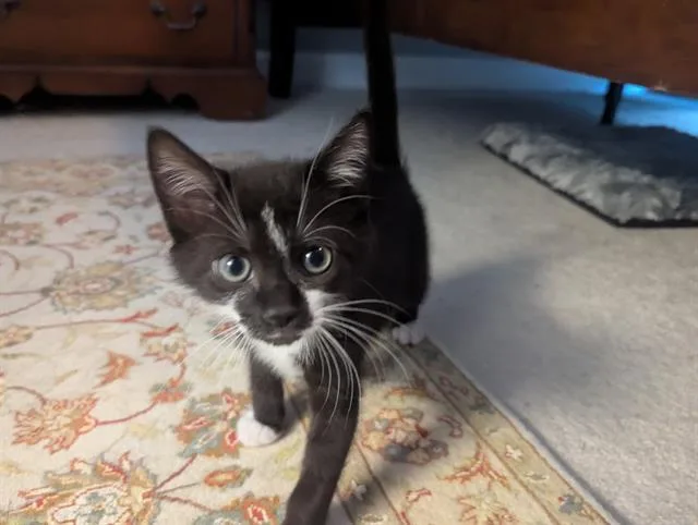 A baby small-sized male Domestic Short Hair cat named Mr. Green for adoption in Charlotte, NC