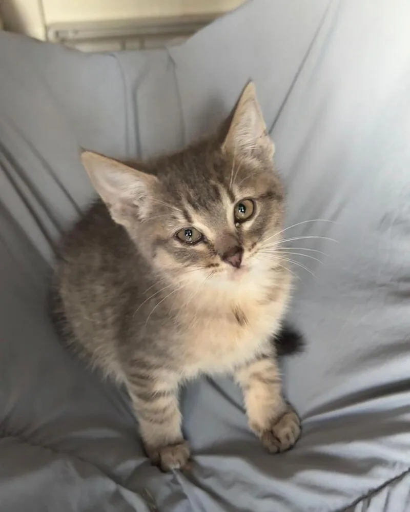A baby small-sized male Tabby (Brown / Chocolate) Domestic Short Hair cat named Tailong for adoption in Lancaster, CA