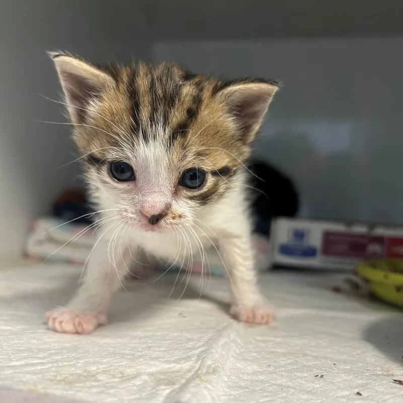 A baby small-sized female Calico Domestic Short Hair cat named Biscuit for adoption in Margate, FL
