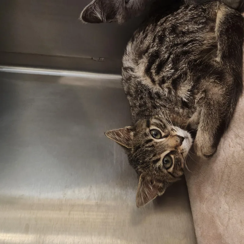 A baby medium-sized male Tabby (Buff / Tan / Fawn) Domestic Short Hair cat named Milo for adoption in Charleston, SC