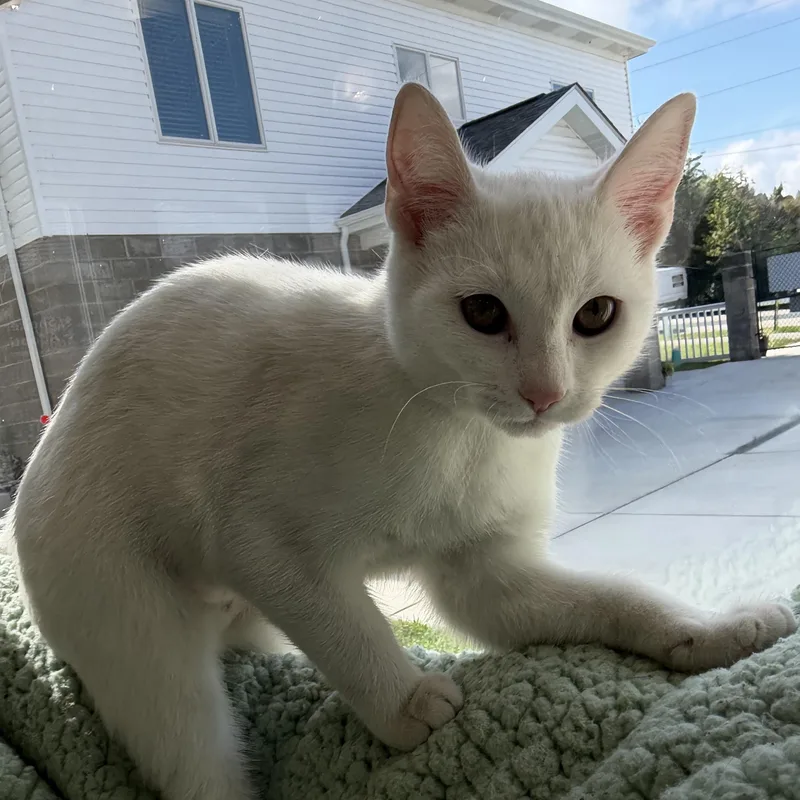 A baby medium-sized female White Domestic Short Hair cat named Dolly Parton for adoption in Latrobe, PA