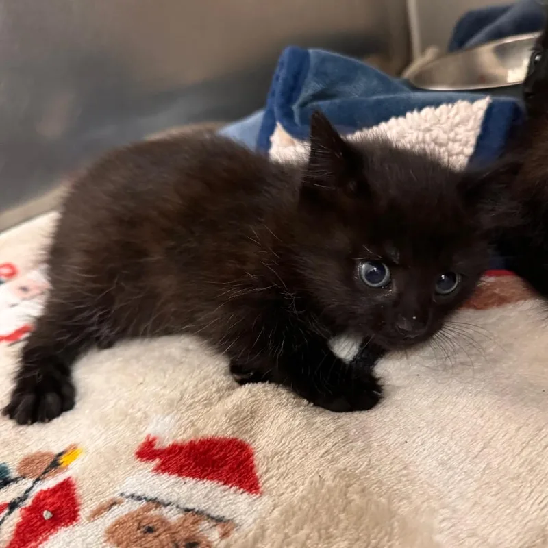 A baby small-sized male Black Domestic Short Hair cat named Mothman Jr. for adoption in Gloucester, VA