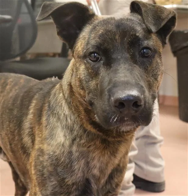 A young medium-sized male Mixed Breed dog named Beamer for adoption in Columbia, SC