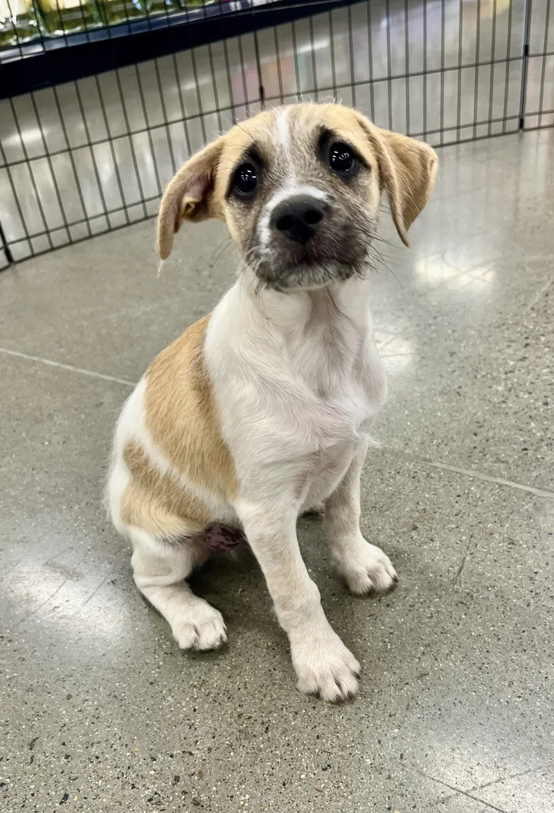 A baby small-sized female Terrier dog named Antonia for adoption in El Cajon, CA