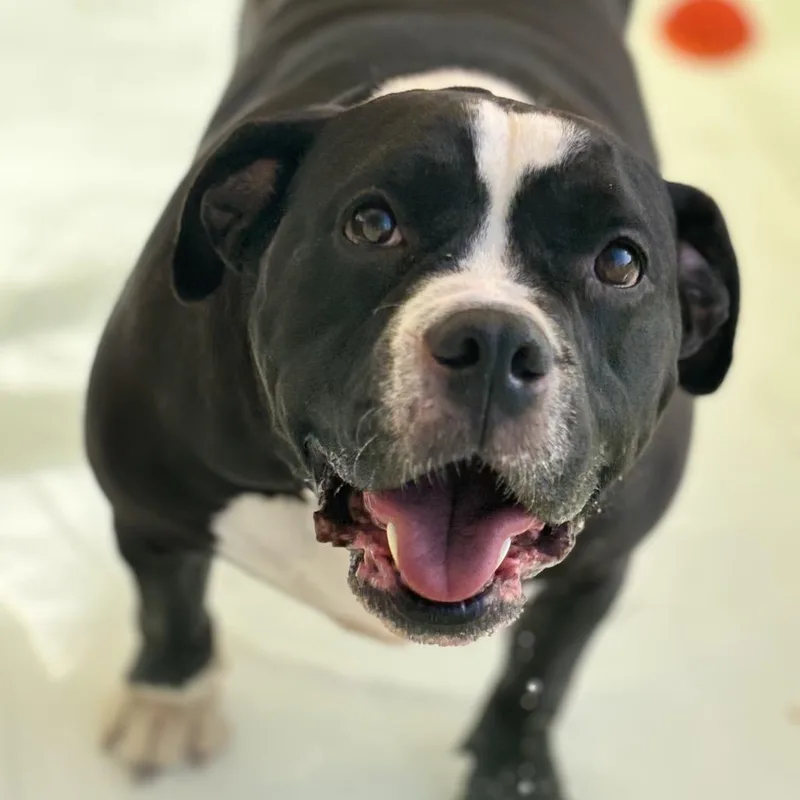 An adult large-sized female Black Staffordshire Bull Terrier dog named Nessi for adoption in Las Vegas, NV