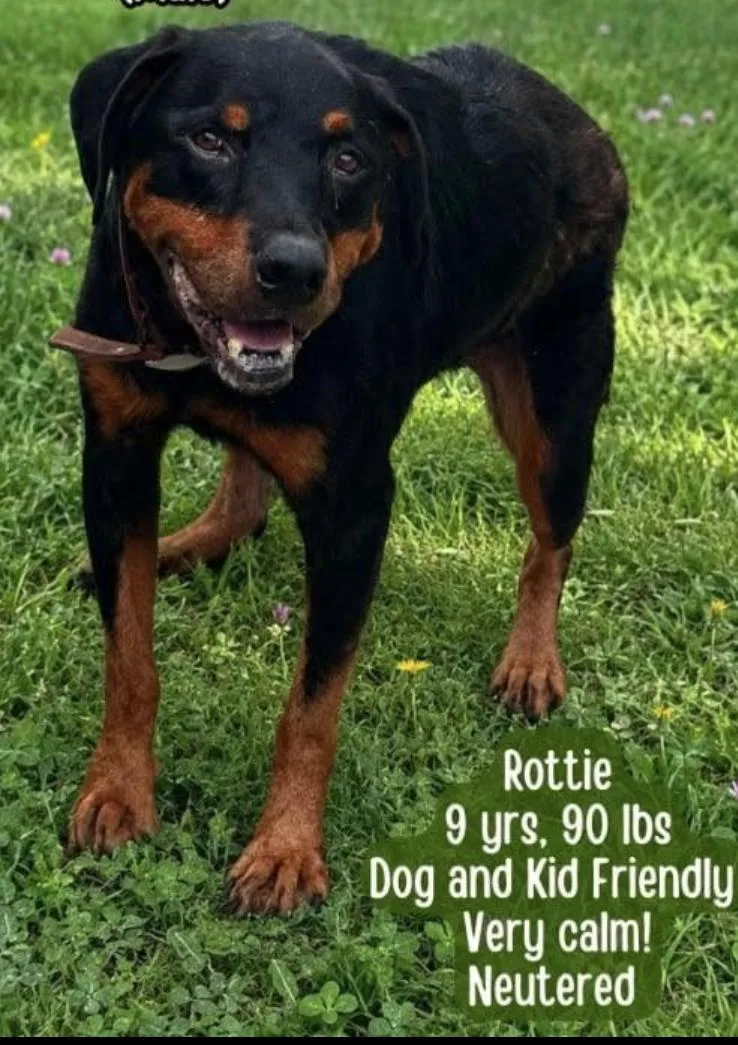An adult large-sized male Rottweiler dog named Bogie for adoption in Hillsboro, NH