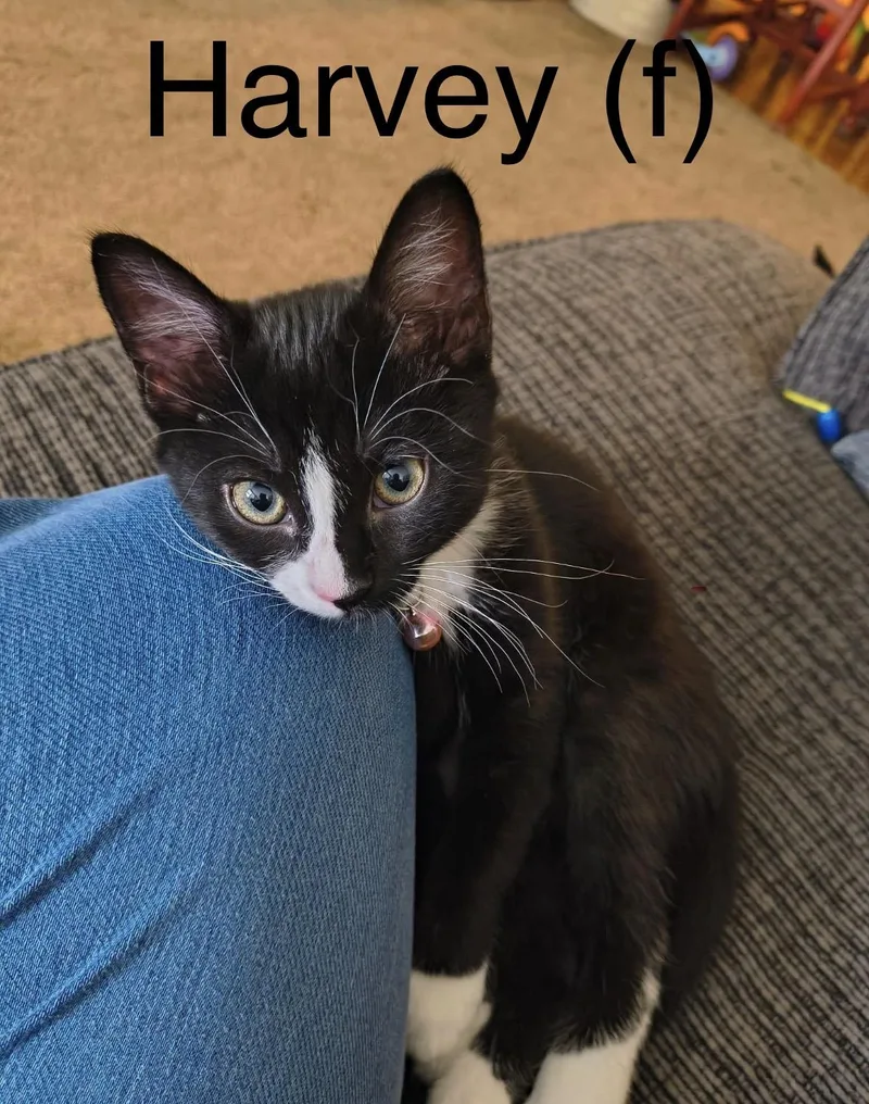 A baby small-sized female Black & White / Tuxedo Tuxedo cat named Harvey for adoption in Woodlawn, TN