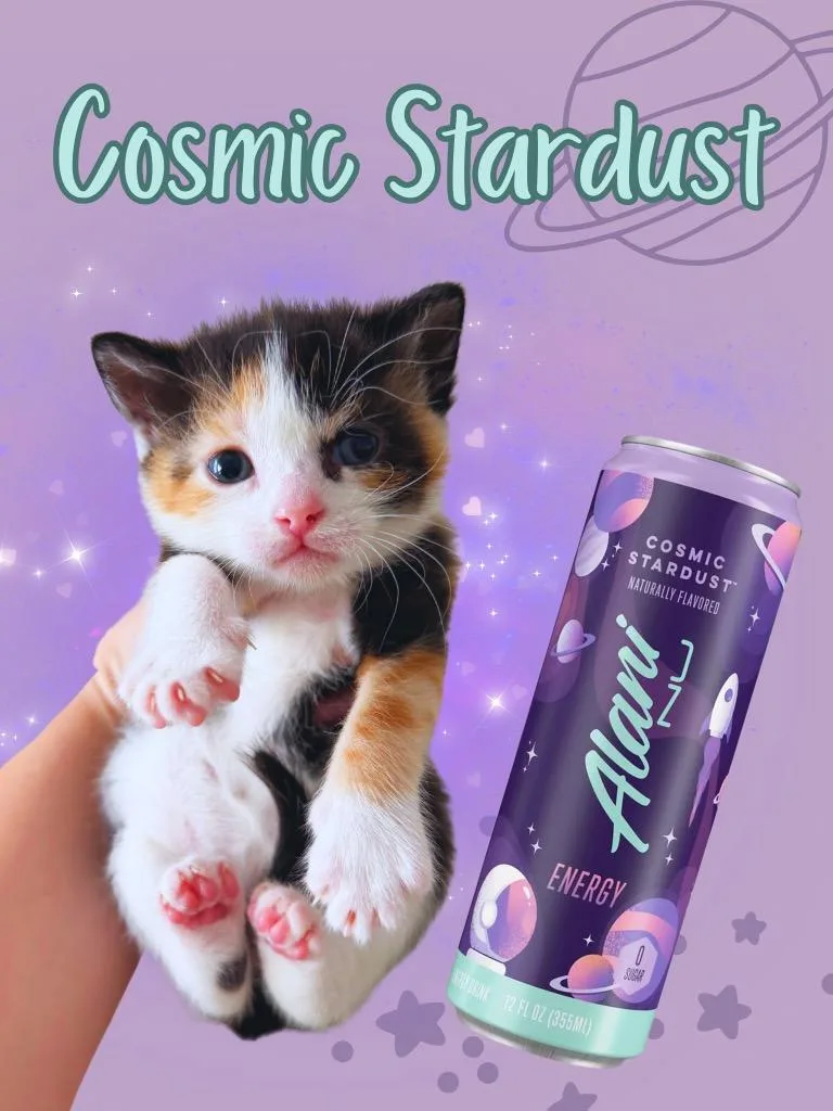 A baby small-sized female Domestic Short Hair cat named Cosmic Stardust for adoption in Augusta, GA