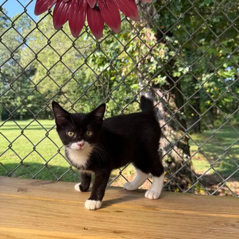 A baby small-sized female Tuxedo cat named Maggieand Socks for adoption in Richmond Dale, OH
