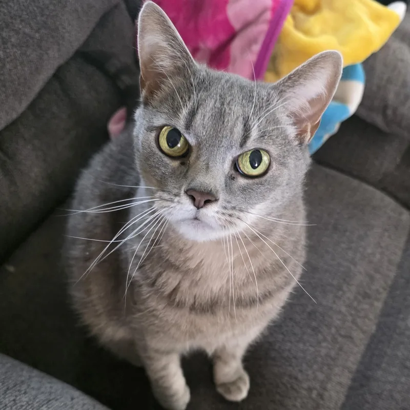 A young medium-sized female Tabby (Gray / Blue / Silver) Domestic Short Hair cat named Hope for adoption in HANSON, MA