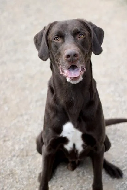 An adult large-sized male Labrador Retriever dog named Ajax for adoption in Fort Worth, TX
