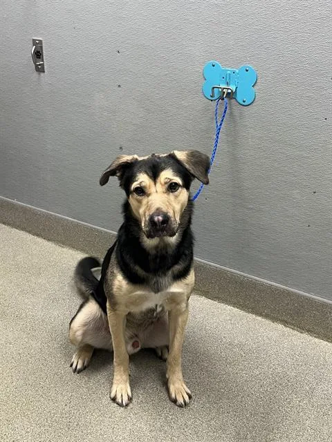 A young large-sized male German Shepherd Dog dog named Tigger for adoption in Las Vegas, NV