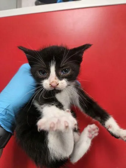 A young small-sized female Domestic Short Hair cat named b Maleficent for adoption in North Charleston, SC