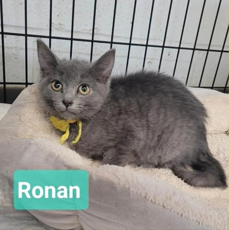 A baby small-sized male Domestic Short Hair cat named Ronan for adoption in Richmond, IN