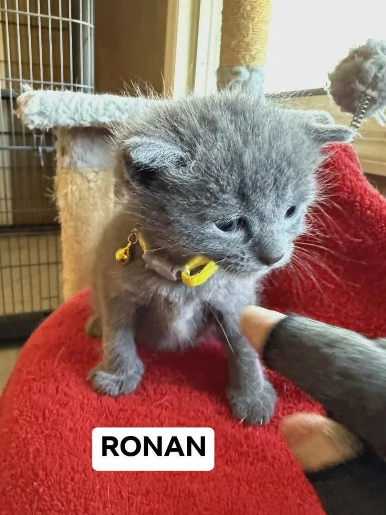 Ronan thumbnail 3