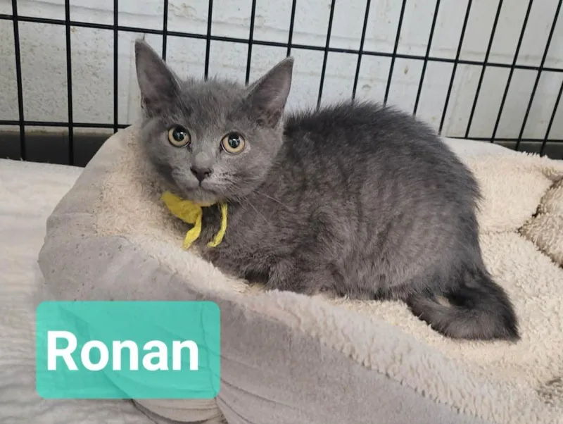 Ronan thumbnail 5