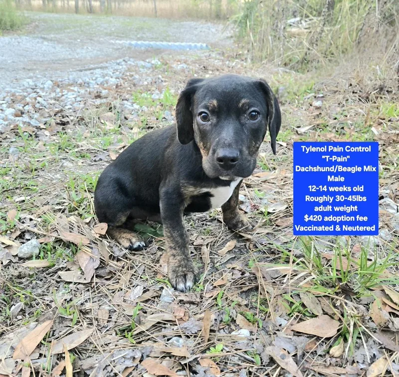 Tylenol Pain Control "tpain"