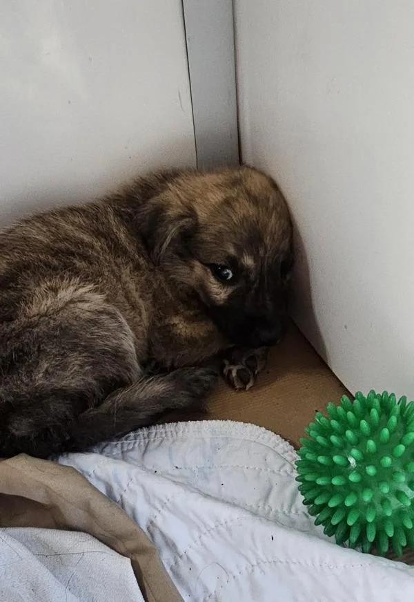 A baby small-sized male Shepherd dog named Cotton for adoption in Cleveland, TN